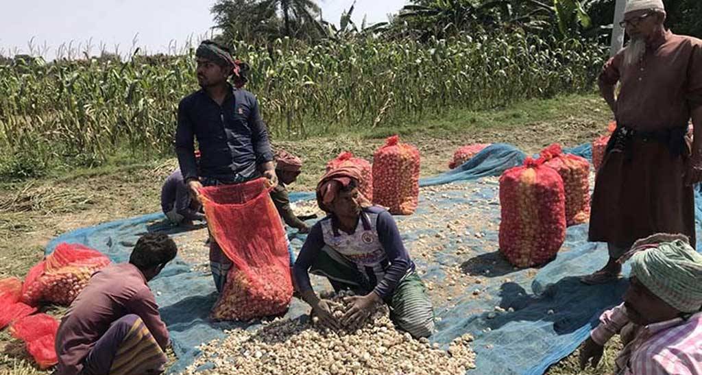 রসুনের বাম্পার ফলন, প্রতি কেজি ১০০ টাকা