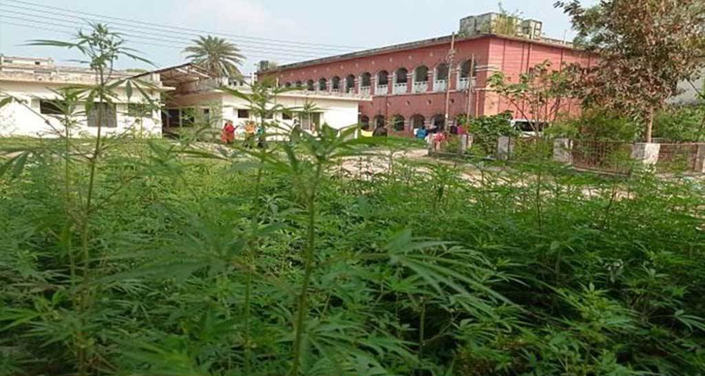 জেনারেল হাসপাতালের অভ্যন্তরে গাঁজার বাগান!