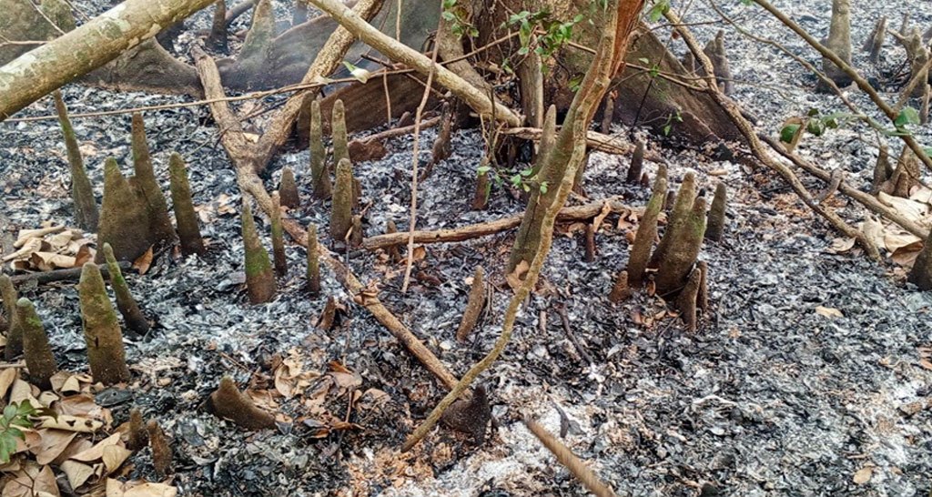 সুন্দরবনে অগ্নিকাণ্ডের ঘটনায় তদন্ত কমিটি গঠন
