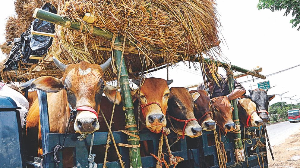 গরুর হাটে সুস্থ পশু চেনার উপায় জানুন
